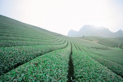 兰陵王妃小说