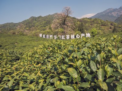 军旅言情小说