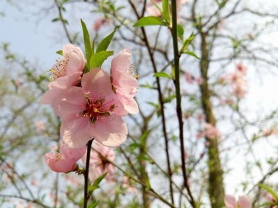 风声小说