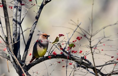 奸臣小说