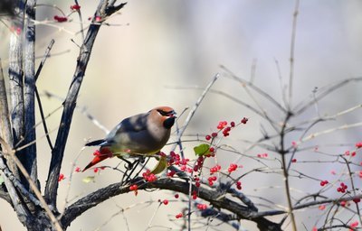 女追男小说